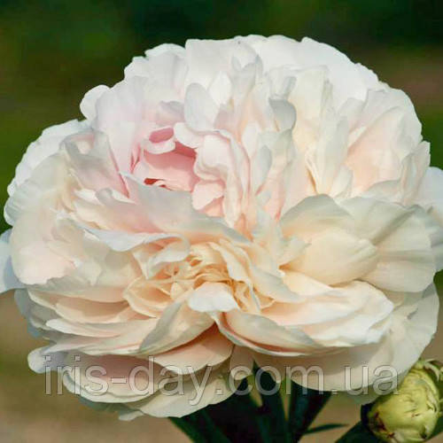 Півонія solange соланж (lemoine, 11907, францая) (сажінець), фото 1