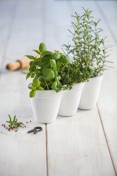 Горшок для цветов Keter Ivy Herbs - фото 2 - id-p1080484784