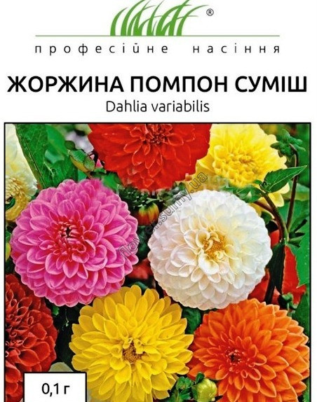 Жоржина Помпон суміш, 0,1 г