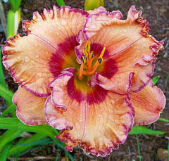 Лилейник Italian Kaleidoscope (Smith 2009) (саженцы), фото 1