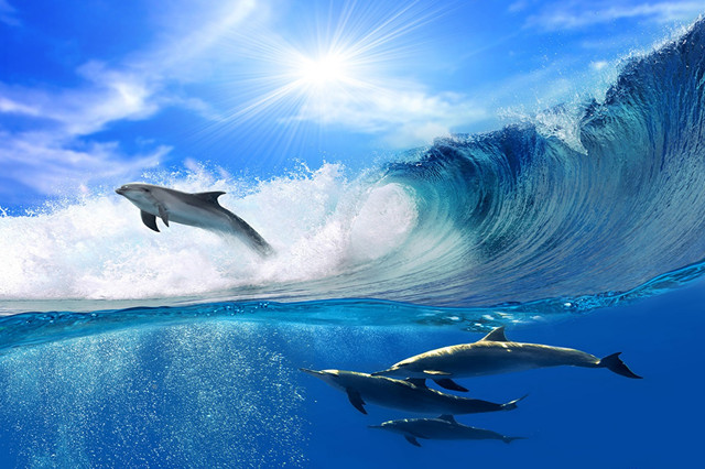 Фотопанно керамічне - Дельфіни