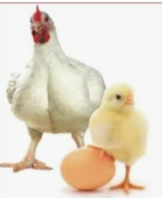 Яйце бройлера КОББ 500 молодка