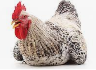 Інкубаційне яйце Майстер грей, фото 1