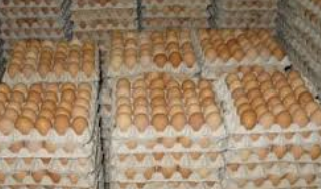 Інкубаційне яйце бройлера КОББ 500 (Україна) молодка