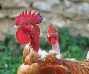 Яйця червоної та коралевської Іспанки гомілки, фото 1