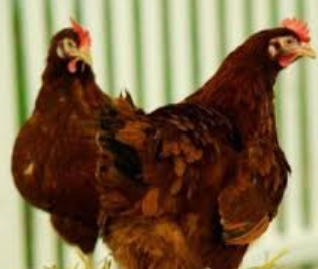 Інкубаційне яйце Фарма Колор, фото 1