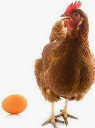 Інкубаційне яйце Ломан Браун