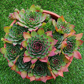 Молоділо " Халловейс " ( саджанці )