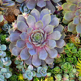 Молодило "Віолет Квін" ( саджанці)