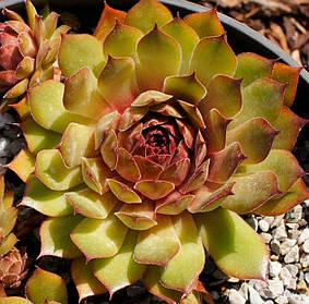 Молодило "Hugo" \ Хуго