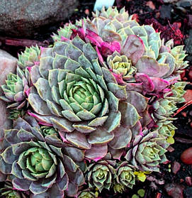 Молодило "Pacific Blue Ice" \ Пацифик Блю Айс