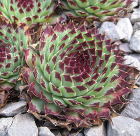 Молодило "Сільвер Олімпік"