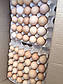 Інкубаційне яйце бройлера РОСС 308 (Україна), фото 2
