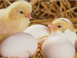 Інкубаційне яйце бройлера рос 308 (Україна) молодка, фото 1