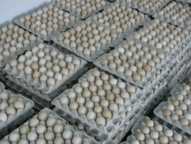 Інкубаційне яйце бройлера рос 708 (Україна) Польща