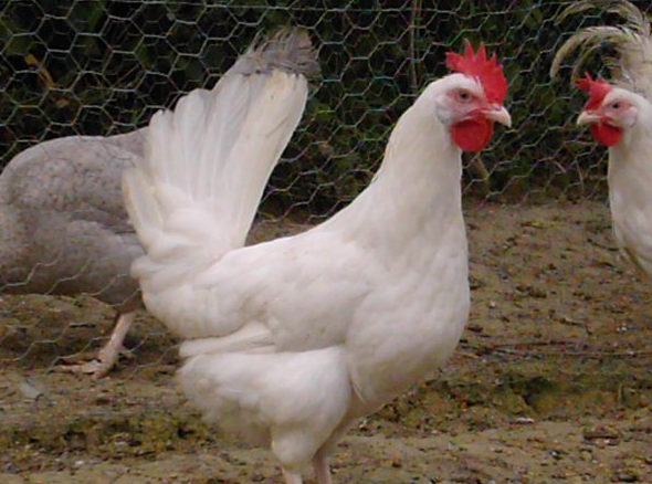 Інкубаційне яйце Легорн Польща, фото 1