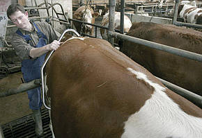 Антибрик для корів Anti-Kick,