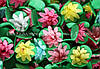 Вафельные цветы «Кактусы микс на трилистнике» - 1 шт.