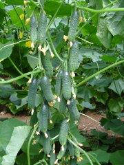 Сигурд F1/Sigurd F1 — Огірок, Enza Zaden. 500 насіння