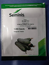 Супер ціна!! СВ 4097 КВ F1/SV 4097 CV F1 — Огірок, Seminis. 1000 насіння