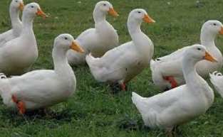 Качине яйце старо 53, фото 1