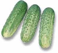 Насіння огірка СПАРТА F1 1000 насінин Nunhems