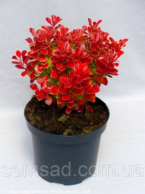 Барбарис Тунберга Рубі Стар ( саджанці 2 роки С1.5л )