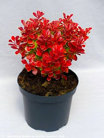 Барбарис Тунберга Рубі Стар ( саджанці 2 роки С1.5л )