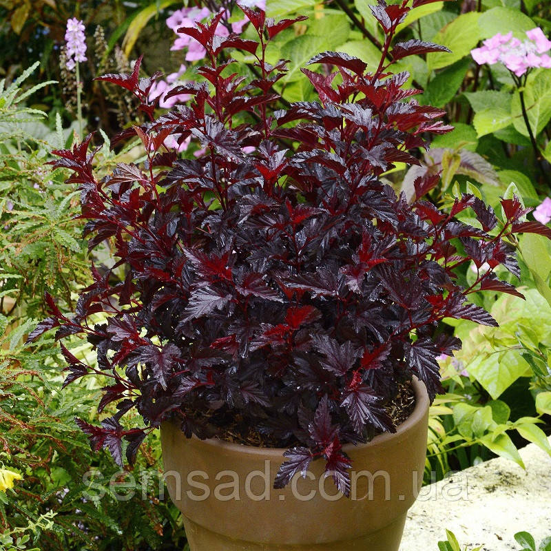 Пухироплідник калин. Діаболо ( саджанці 2 роки  )