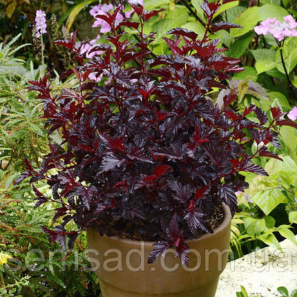 Пухироплідник калин. Діаболо ( саджанці 2 роки ), фото 1