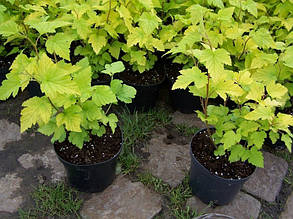 Пухироплідник калин. Леді ін Ред ( саджанці 2 роки), фото 2