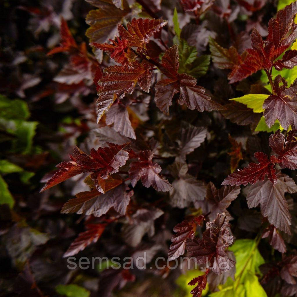 Пухироплідник калин. Леді ін Ред ( саджанці 2 роки)