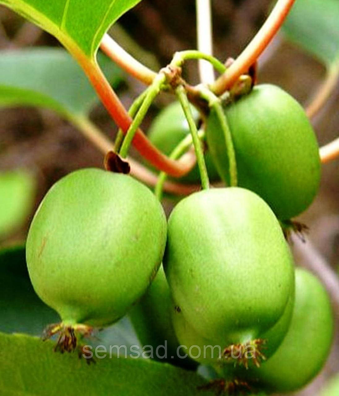 Актинідія "Фігурна" ( жіноча саджанці  С2л)