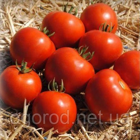 Мамако F1 500, 2500 шт насіння томату низькорослого Syngenta Голландія
