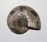 Флактив, фото 2