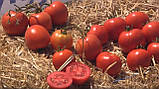 Мамако F1 10 шт. насіння томата низькорослого Syngenta Голландія, фото 2