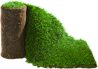 Рулонний газон Парковий — теневитривалий