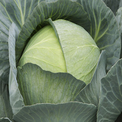 Насіння капустирист F1, 2500 насіння — капуста середньо-подня (120 днів). Лідер продажів