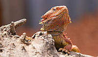 Бородата ящірка, або бородата агама (лат. Pogona barbata)