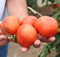 Насіння томату індетермінантного Айвенго F1 100 насіння, Rijk Zwaan