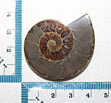 Флактив, фото 3