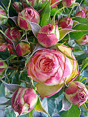 Троянда Вулканіка (Vulcanica) Шраб, фото 2