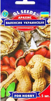 Насіння арахісу Валенсія Українська 5 шт, GL SEEDS, фото 2