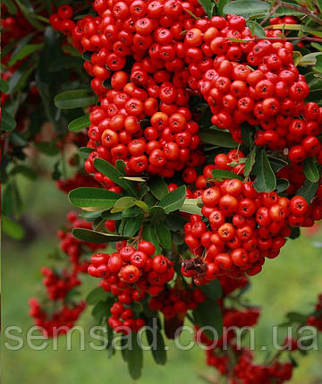 Піраканта Ред Колумн \ Pyracantha coccinea 'Red Column' ( саджанці 3 роки С3л ), фото 1