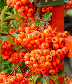 Піраканта Оранж Глоу \ Pyracantha 'Orange Glow' ( саджанці 2 роки С1.5л )