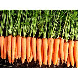 Волкано F1/Volcano F1 — Морква, Vilmorin (Hazera). 100 000 насіння