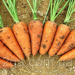 Шантане Ред Коред/Shantane Red Kored — Морква, Vilmorin (Hazera). 0.5 кг насіння, фото 1