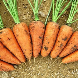 Шантане Ред Коред/Shantane Red Kored — Морква, Vilmorin (Hazera). 0.5 кг насіння
