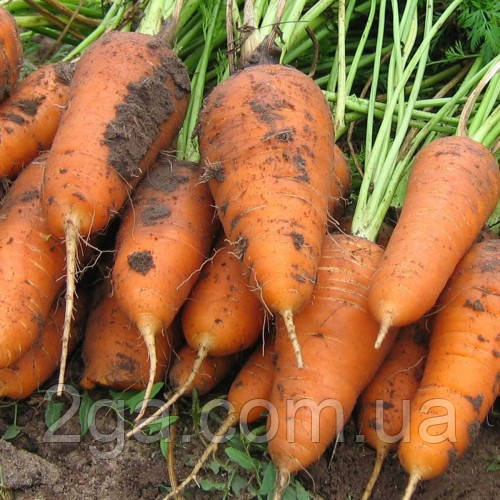 Курода Шантане / Kuroda Shantanu – Морква, Sakata. 250 грам насінин, фото 1