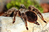 Брахипельма альбопилосум. Brachypelma albopilosum. Курчавый птицеед.